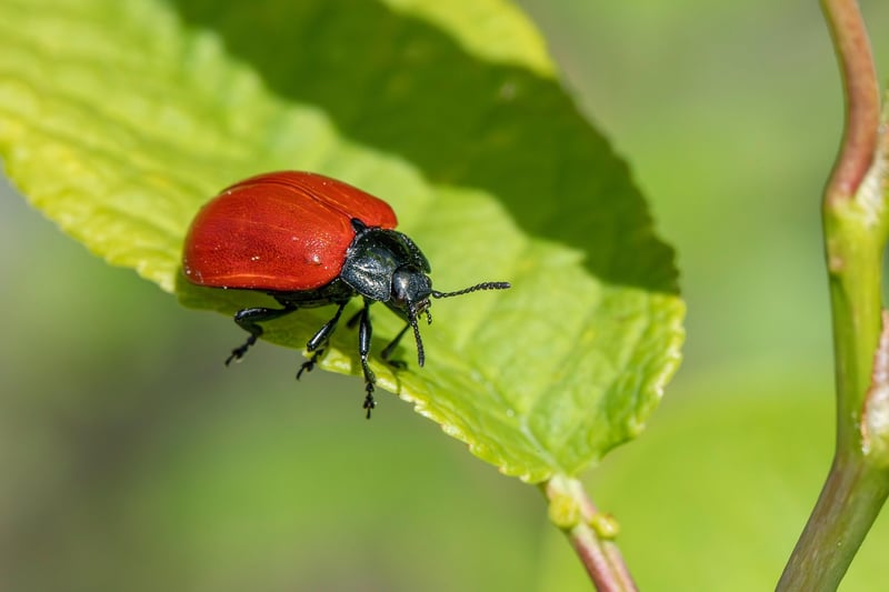 Pest Control Strategies