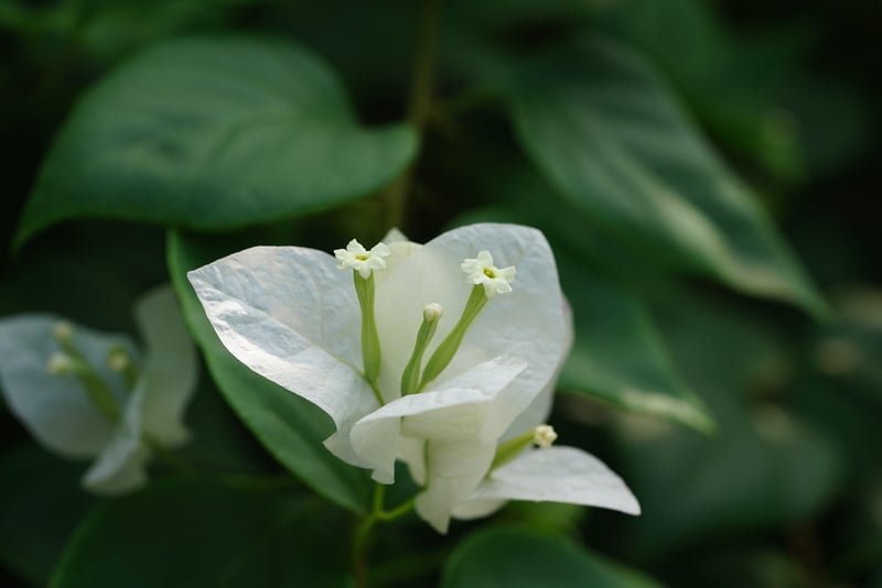 Flowering Vines