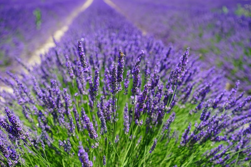 Herb Garden
